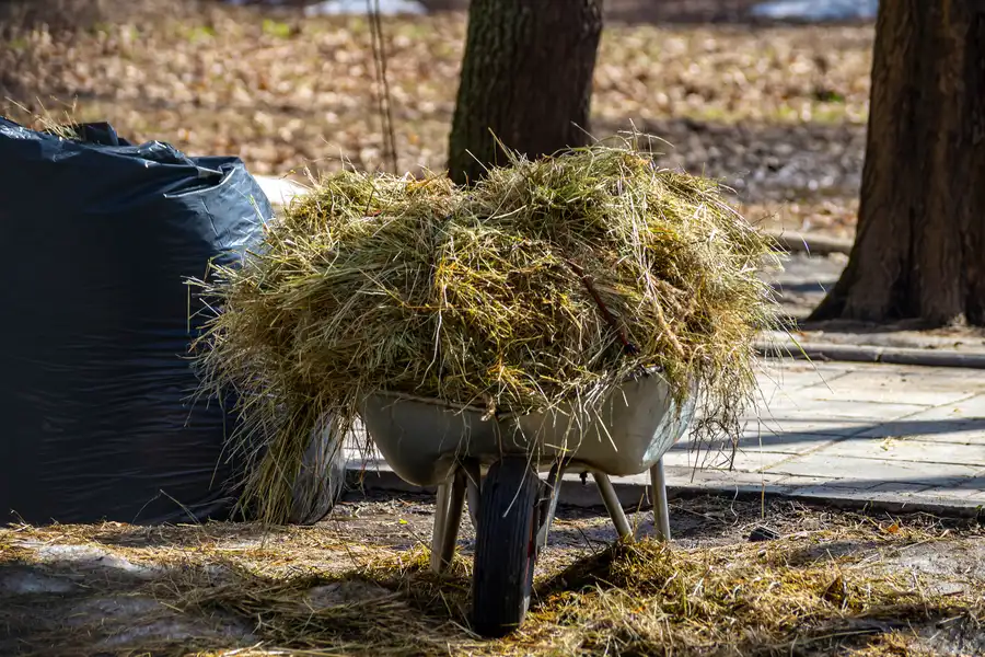 Backyard Cleanup