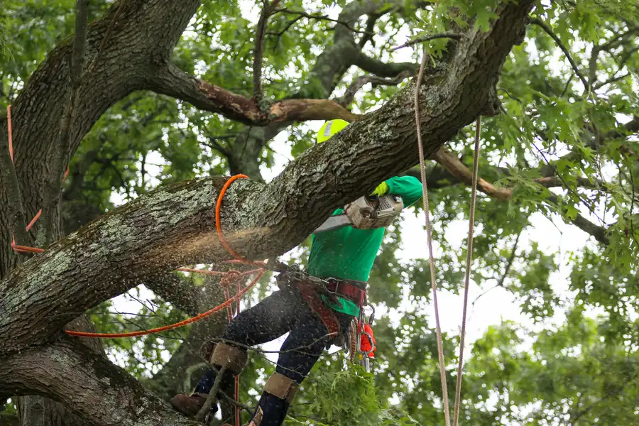 Emergency Tree Service 24/7