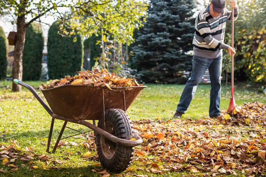Front Yard Cleanup